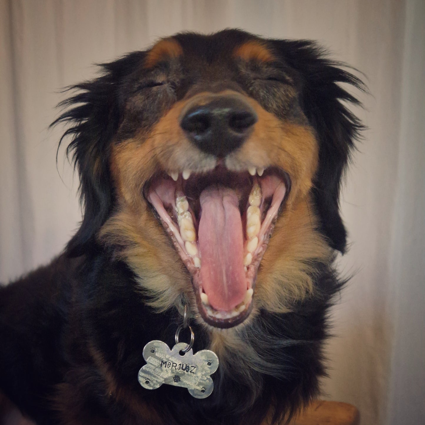 LET'S PAW-TY ! | Estampage offert