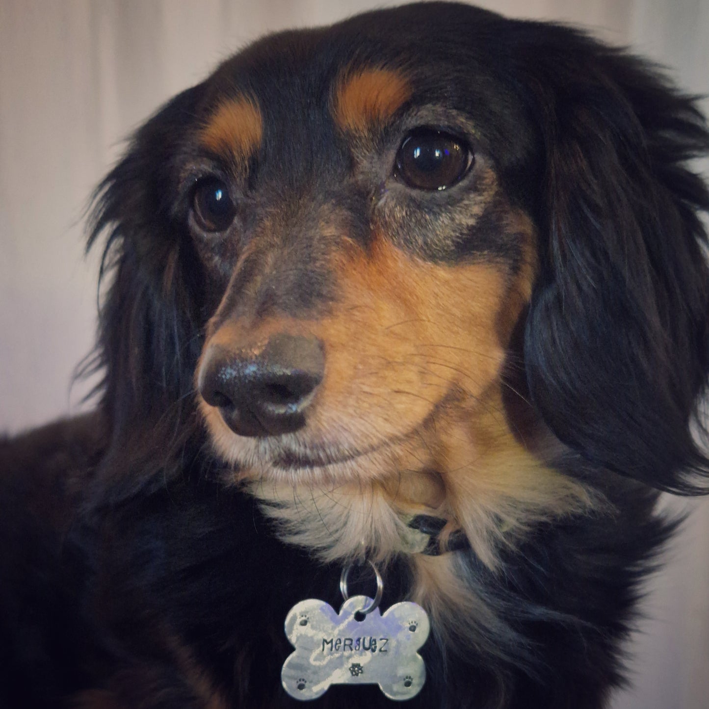 LET'S PAW-TY ! | Estampage offert