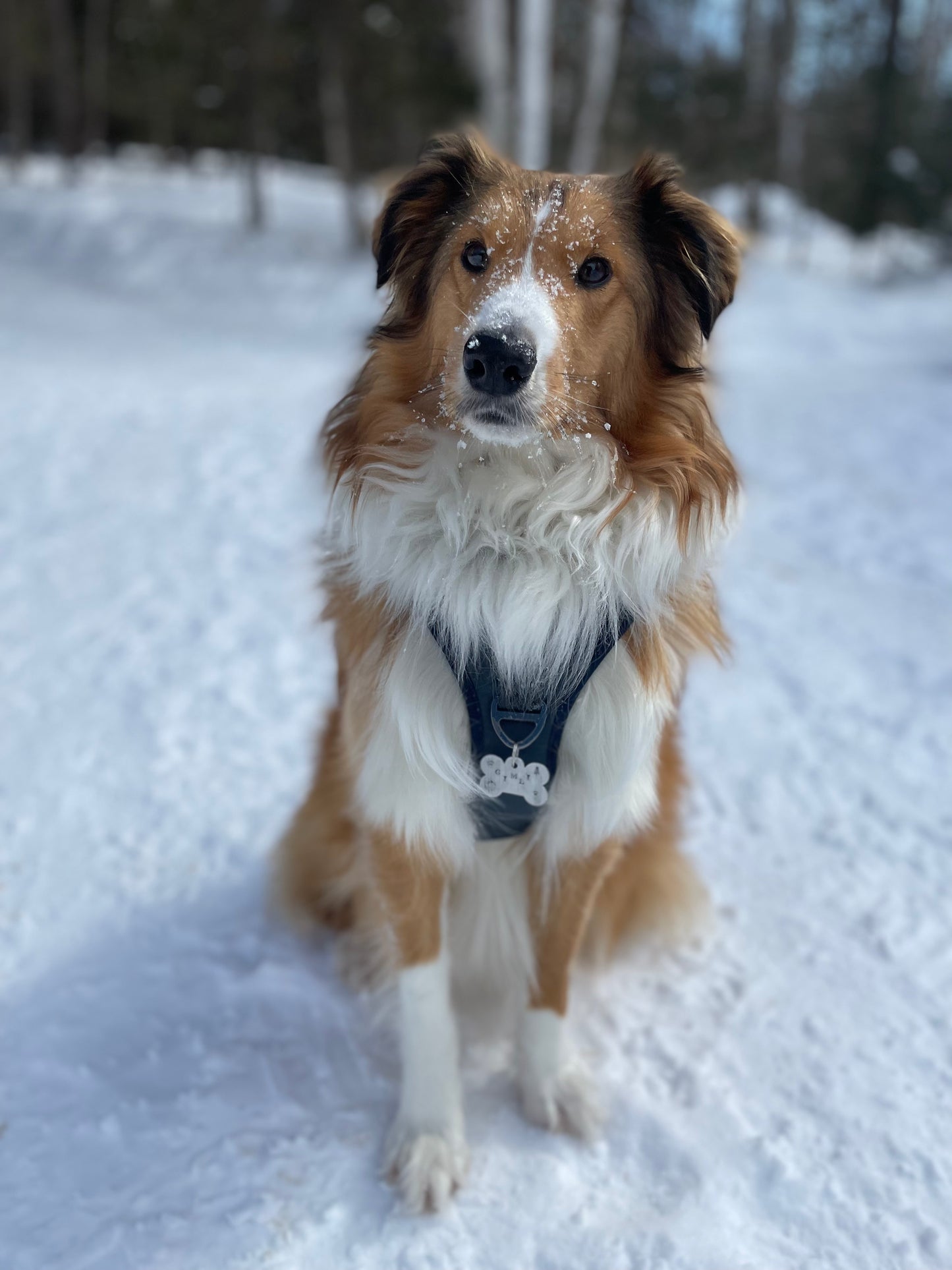 LET'S PAW-TY ! | Estampage offert