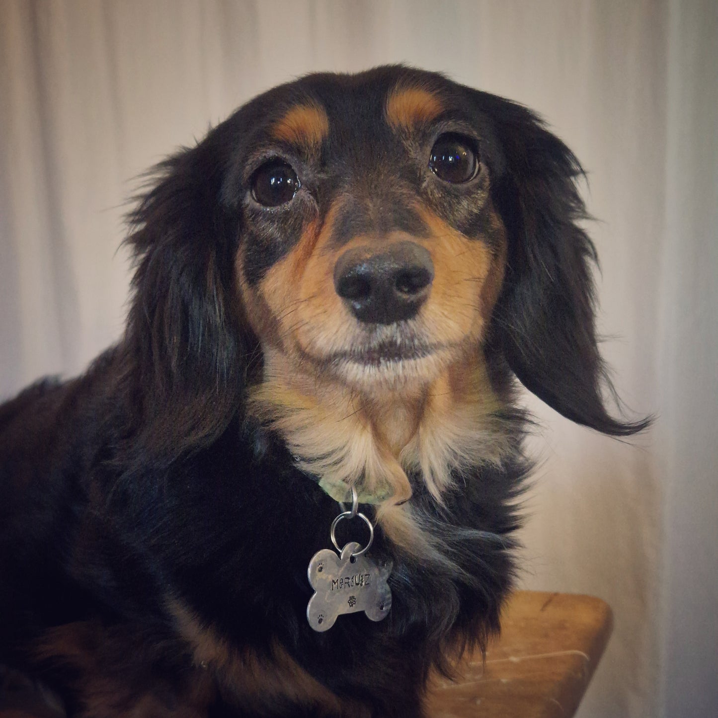 LET'S PAW-TY ! | Estampage offert