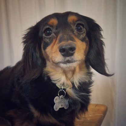 LET'S PAW-TY ! | Estampage offert