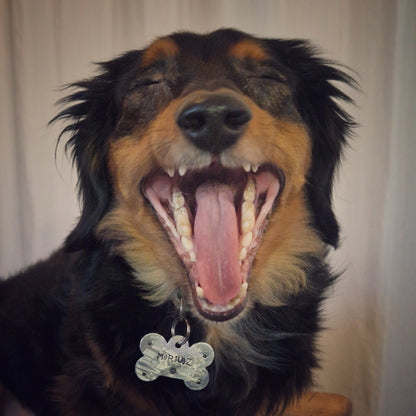 LET'S PAW-TY ! | Estampage offert