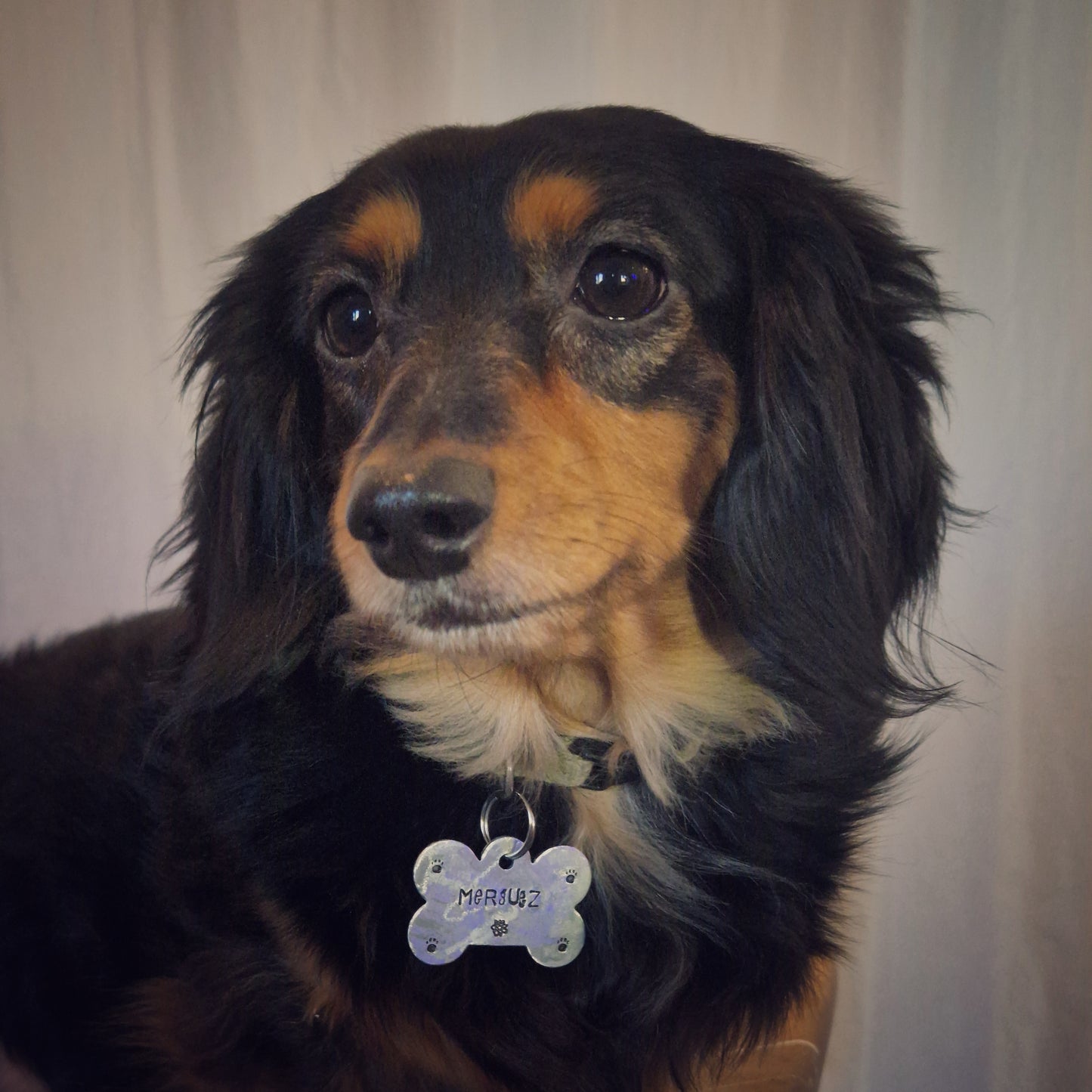 LET'S PAW-TY ! | Estampage offert