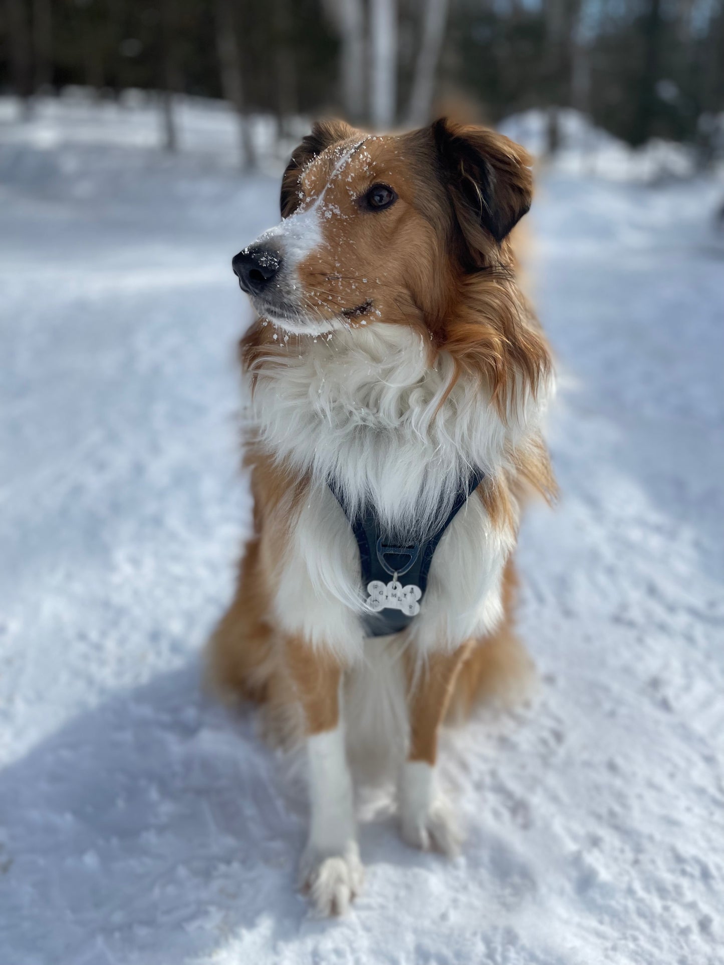 LET'S PAW-TY ! | Estampage offert